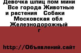 Девочка шпиц пом мини - Все города Животные и растения » Собаки   . Московская обл.,Железнодорожный г.